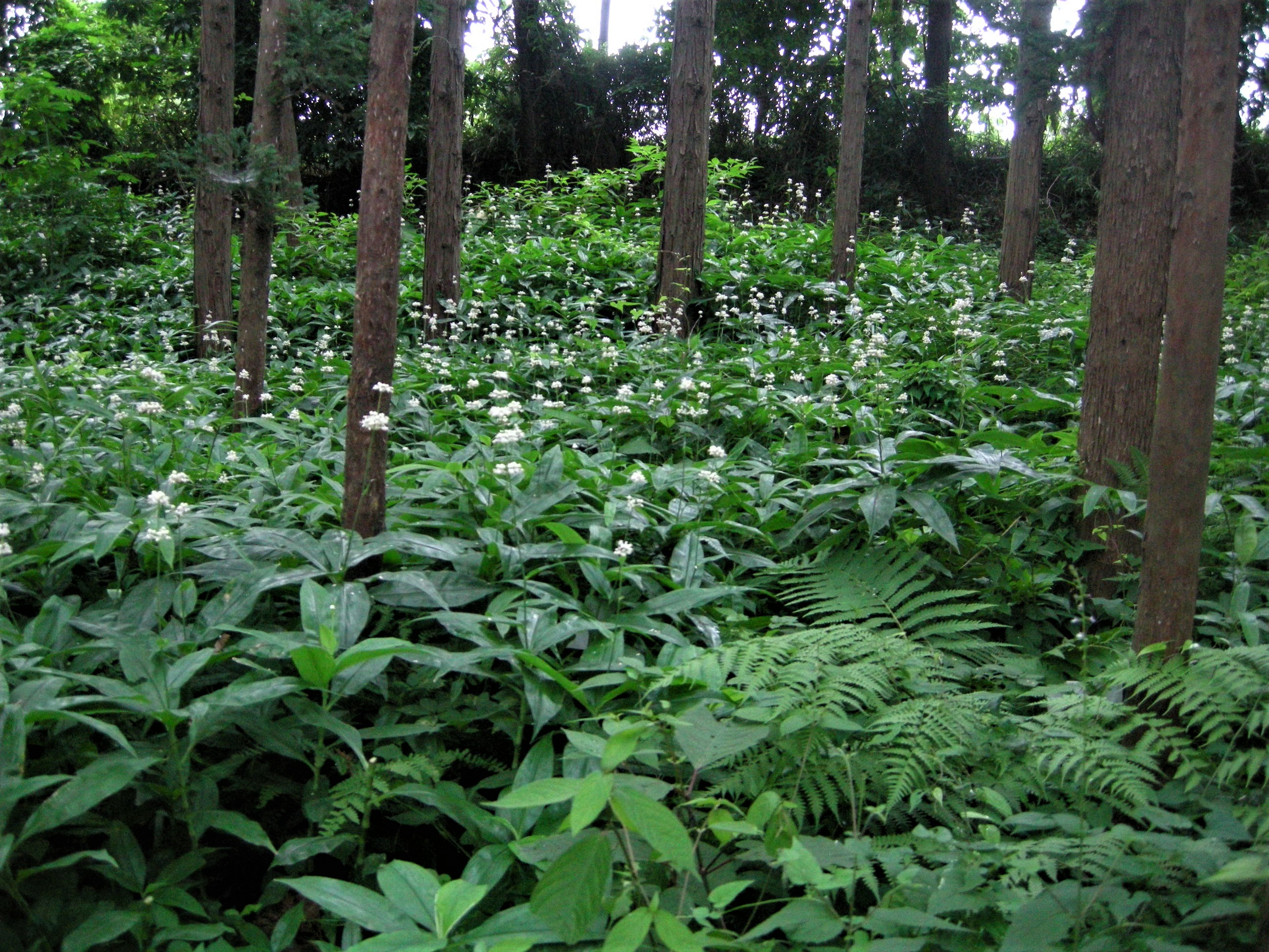 森の植物の歳時記》 ［86］ 【ヤブミョウガ（藪茗荷）】｜公益財団法人